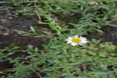 Erigeron karvinskianus